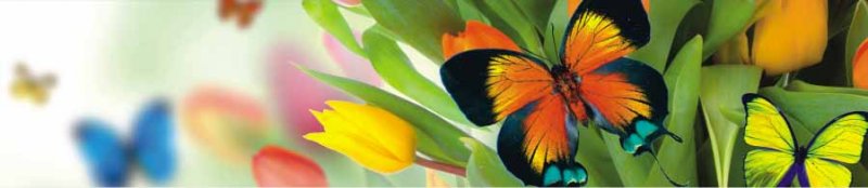 МАТ СП-03 Бабочки на тюльпанах 600*3000-6мм